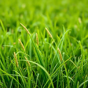 Lush green grass with seed heads