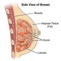 milk ducts