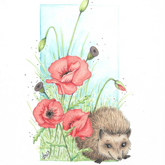 Illustration d'un hérisson malicieux entouré de coquelicots © Virginie Metzer 2023