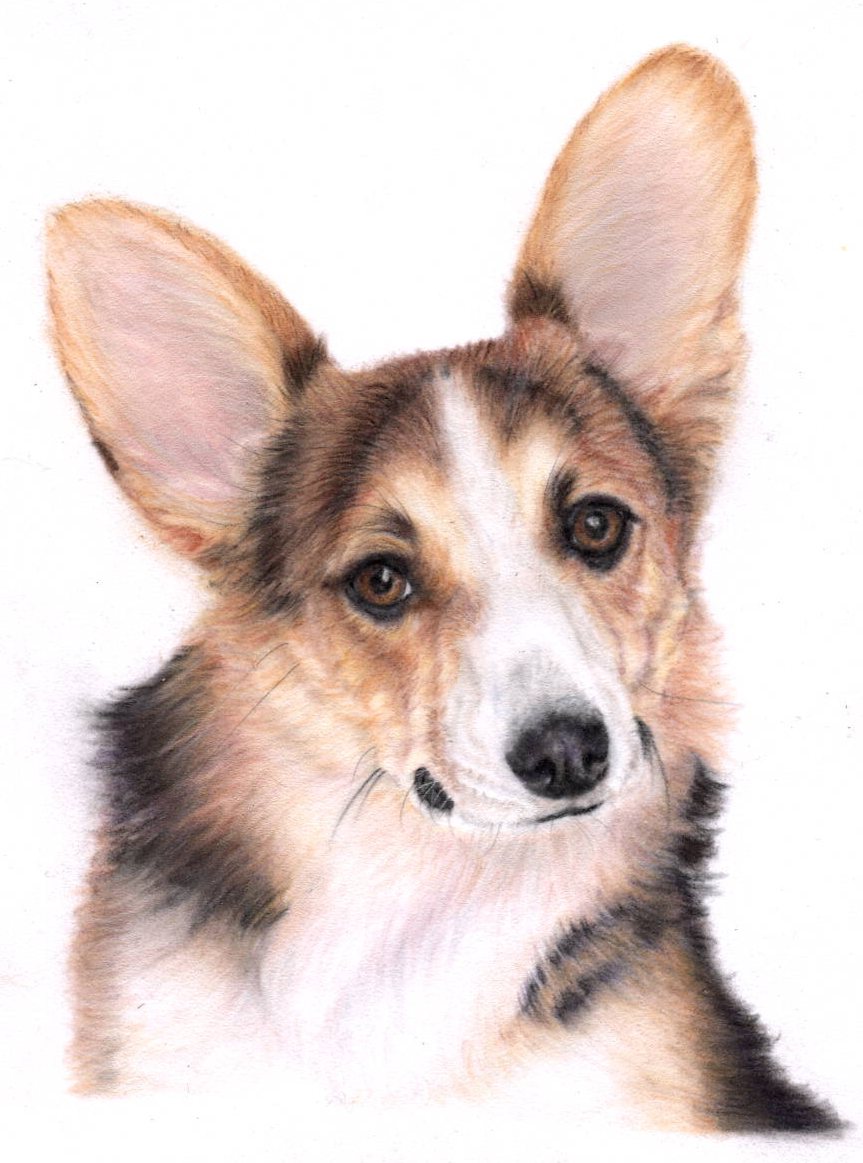 Signed Corgi Fine Art Print