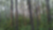 balsam forest background.jpg
