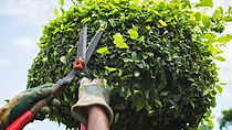 pruning..jpeg