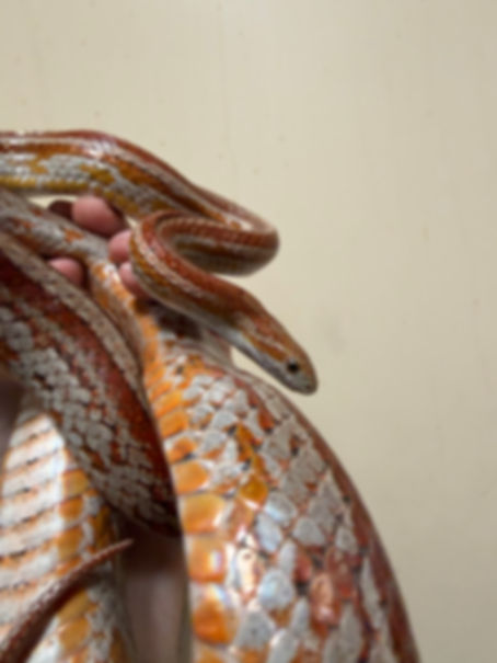Nami the Corn Snake 