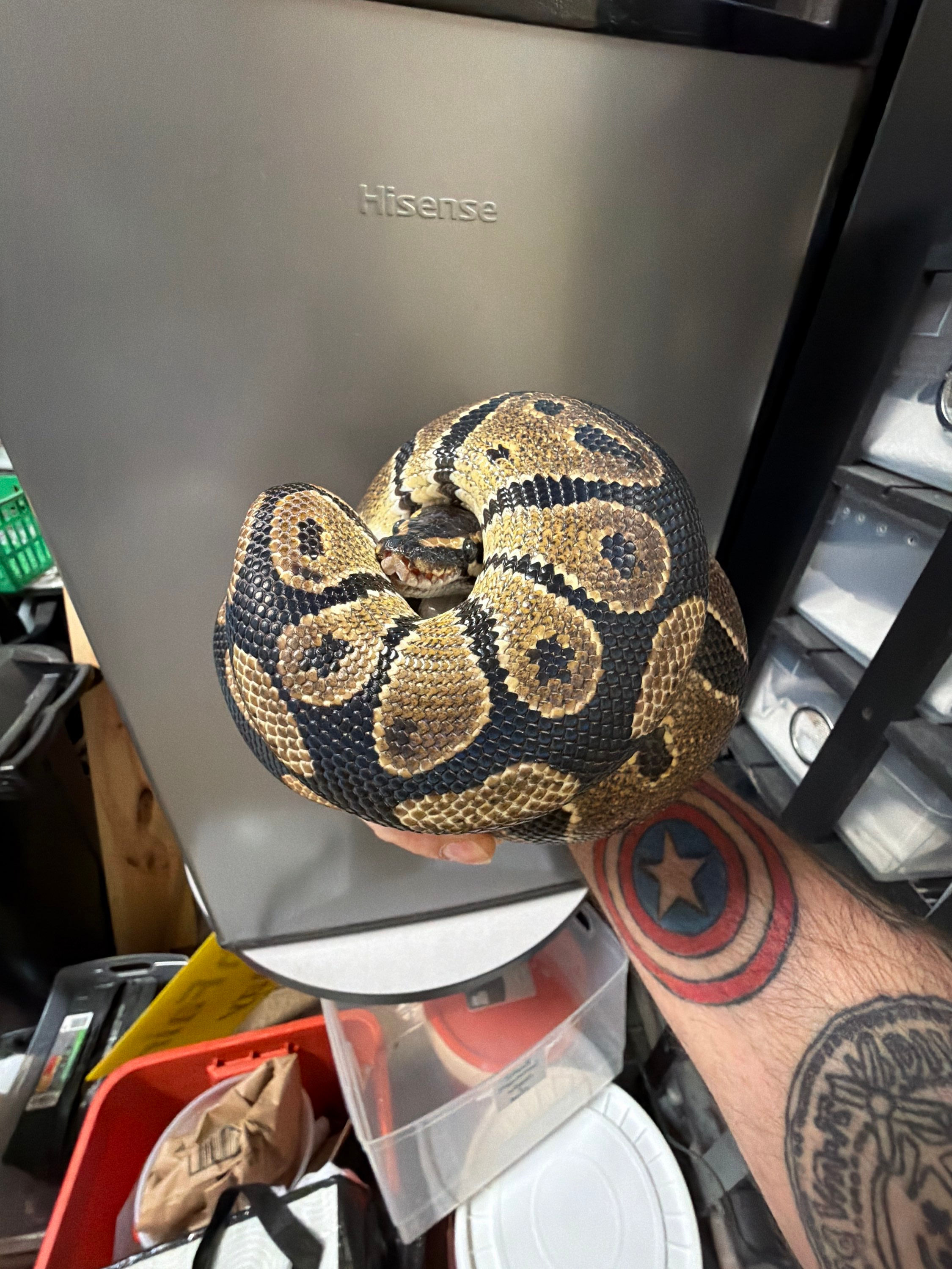 Primis the Ball Python