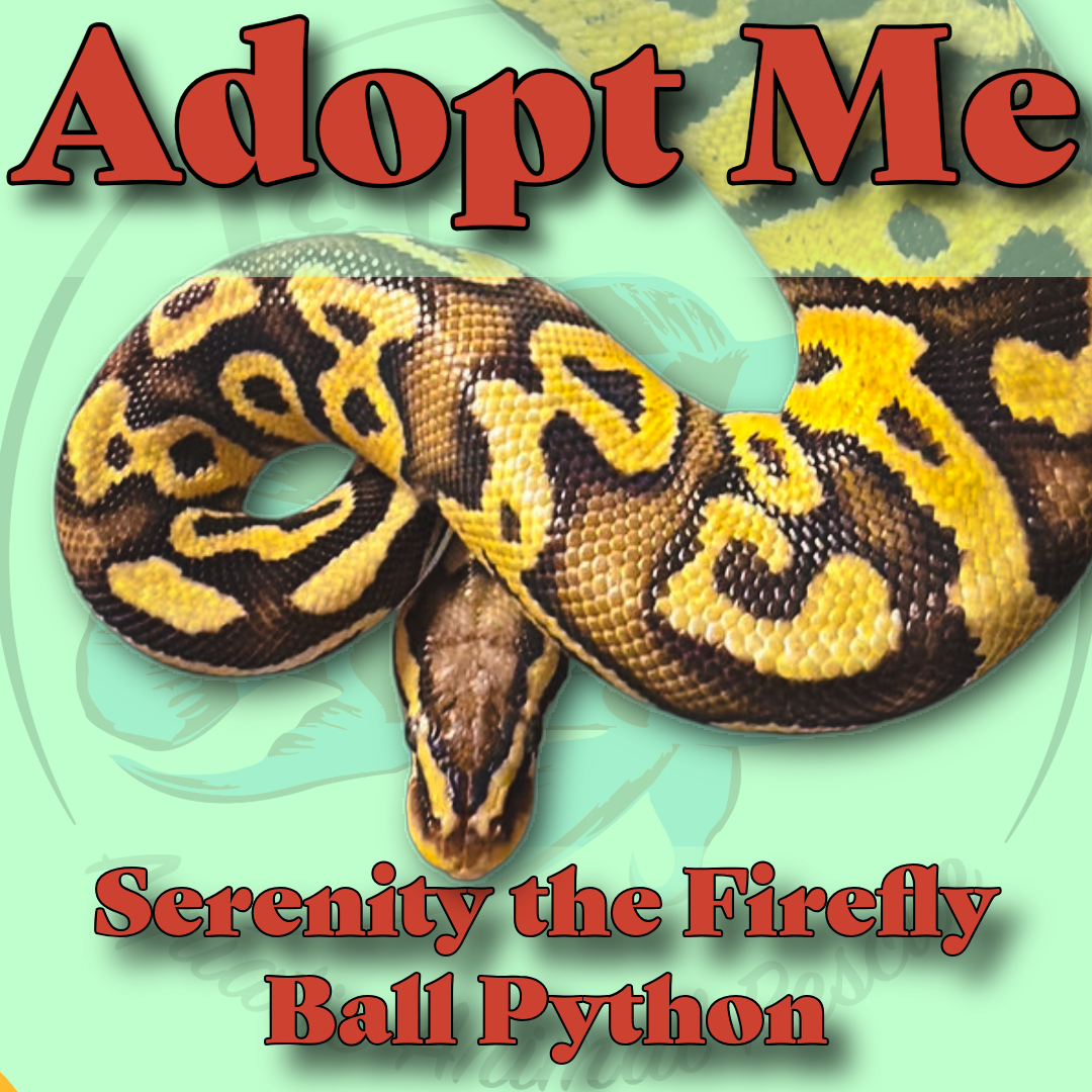 Serenity the Firefly Ball Python 🐍✨
