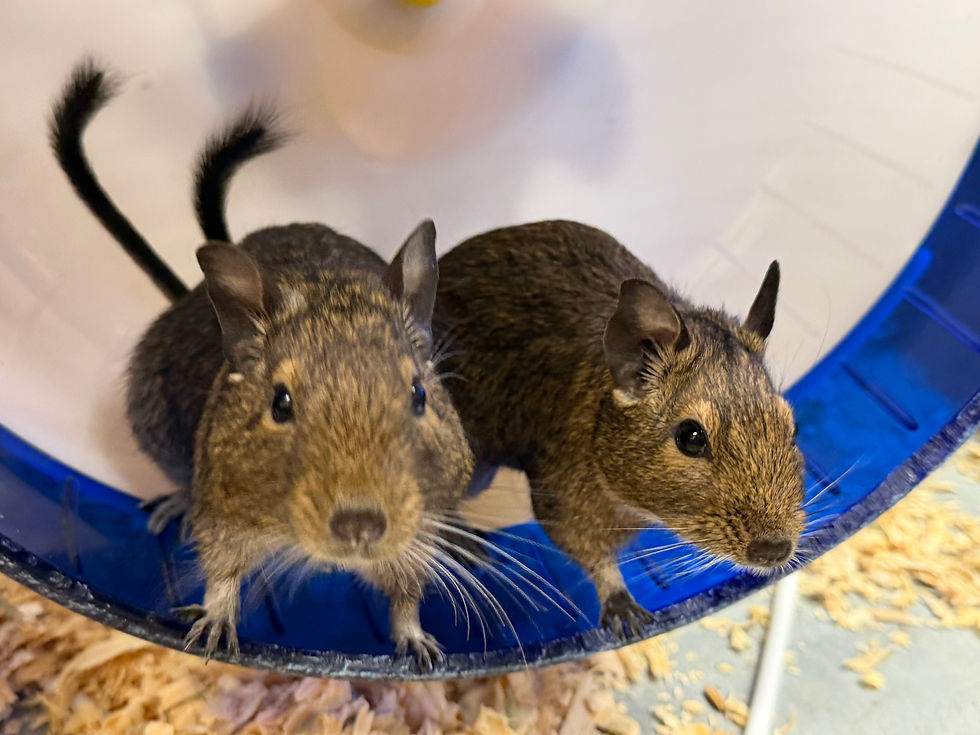 Thumbnail: Sabrina, Kelly, and Jill the Female Degus