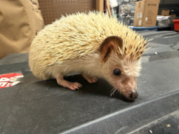 Sly the Hedgehog