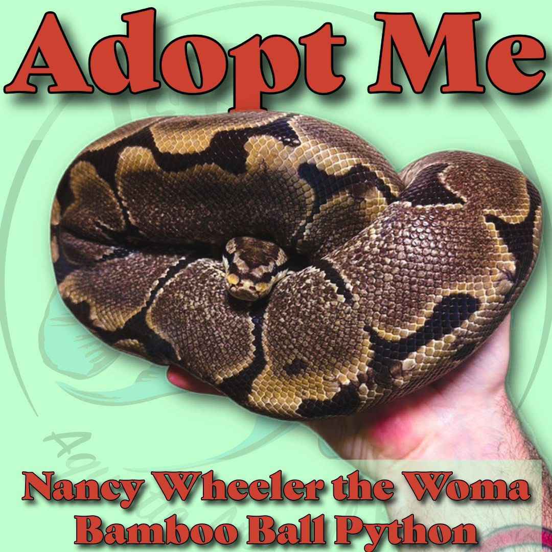 Nancy Wheeler the Woma Bamboo Ball Python! ππ