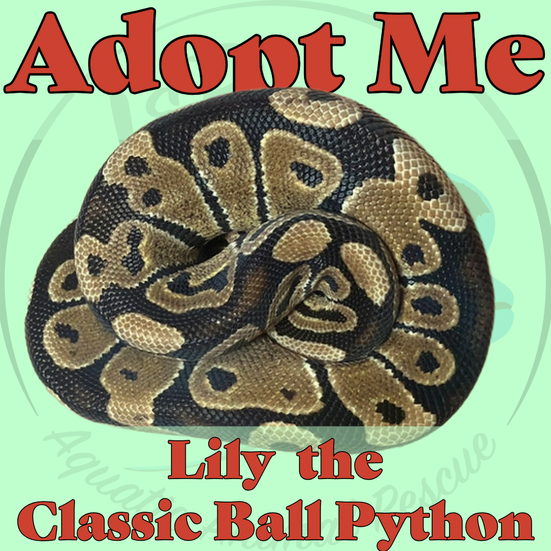 Lily the Ball Python