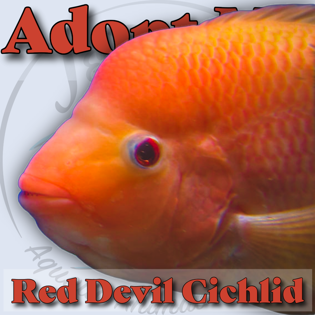 Red Devil Cichlid đâ¤ď¸âđĽ