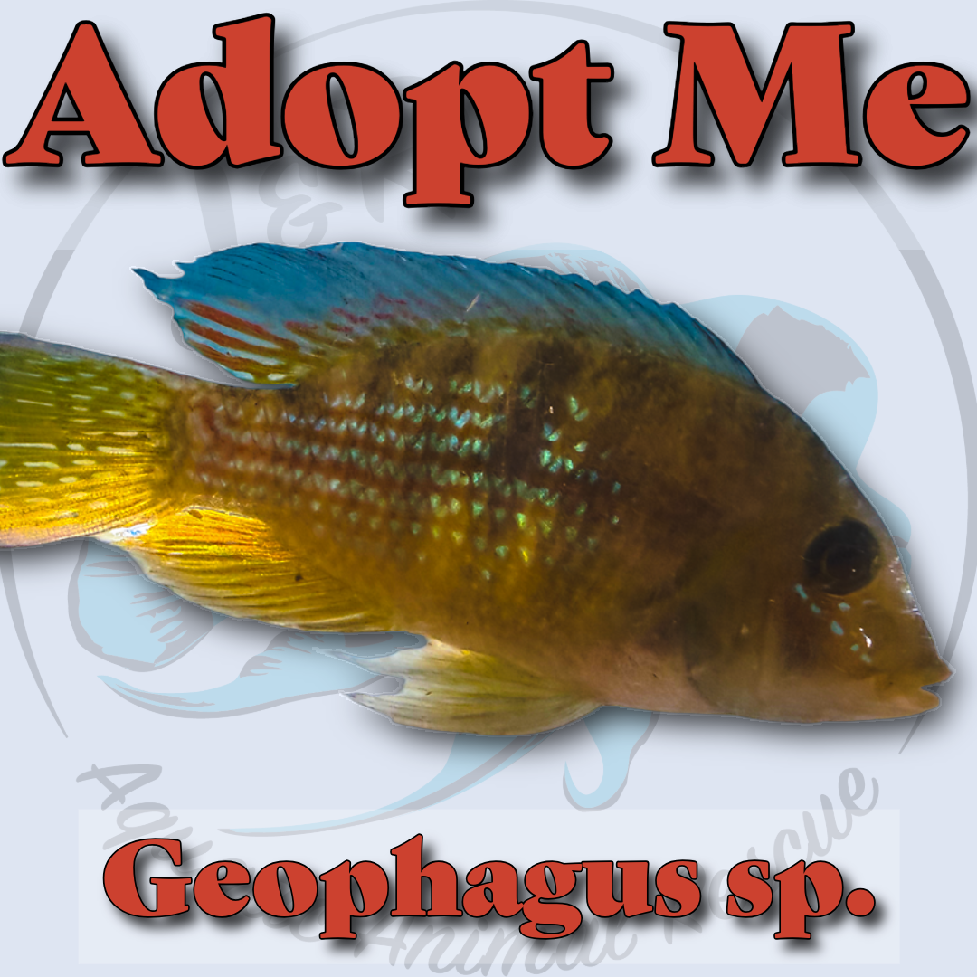 Geophagus sp.