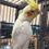 Thumbnail: Assorted Cockatiel