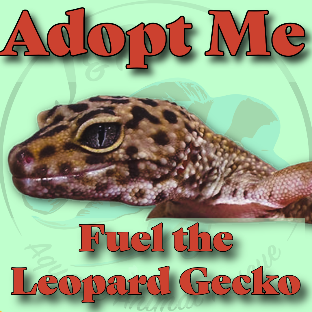 🦎💛 Fuel the Leopard Gecko! 💛🦎