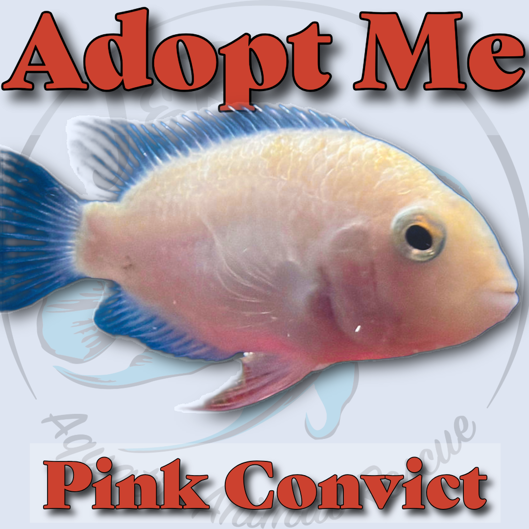 Pink Convict Cichlid 🐟🩷