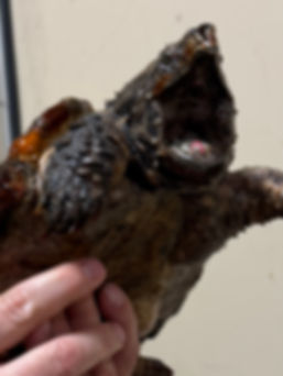 Gamera the Alligator Snapping Turtle