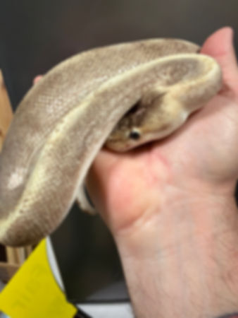Lune the Champagne Ball Python