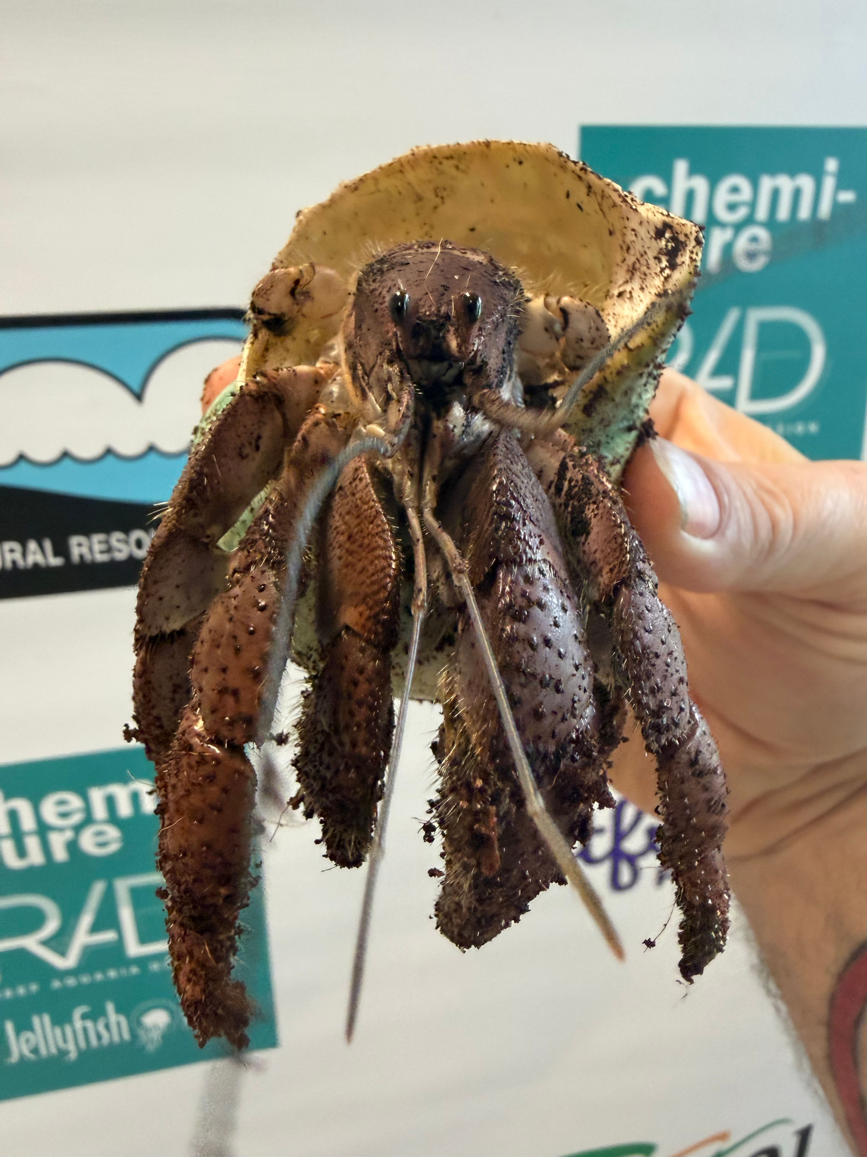 XL Hermit Crab