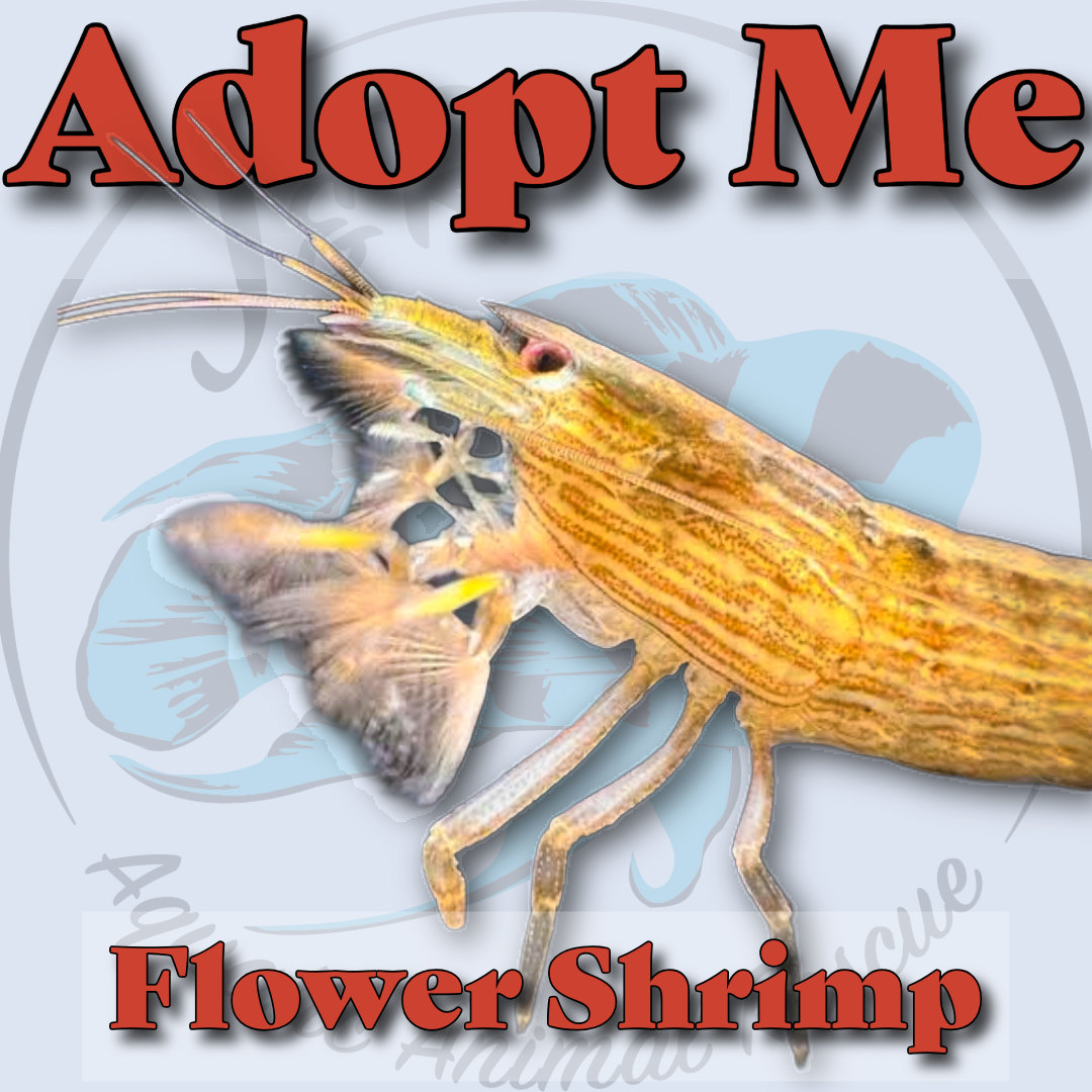 Flower Shrimp 🦐🌸