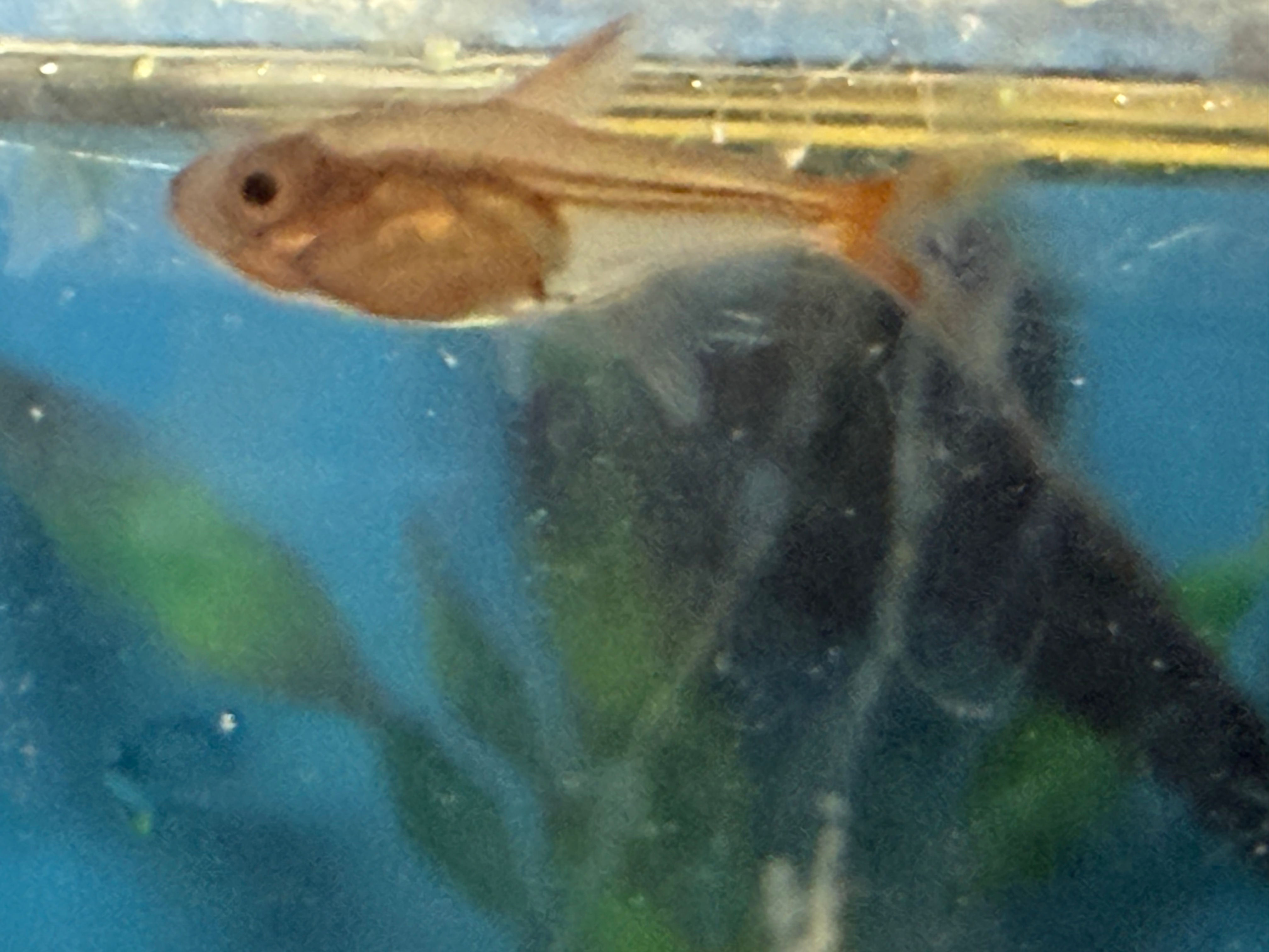 Ember Tetra 