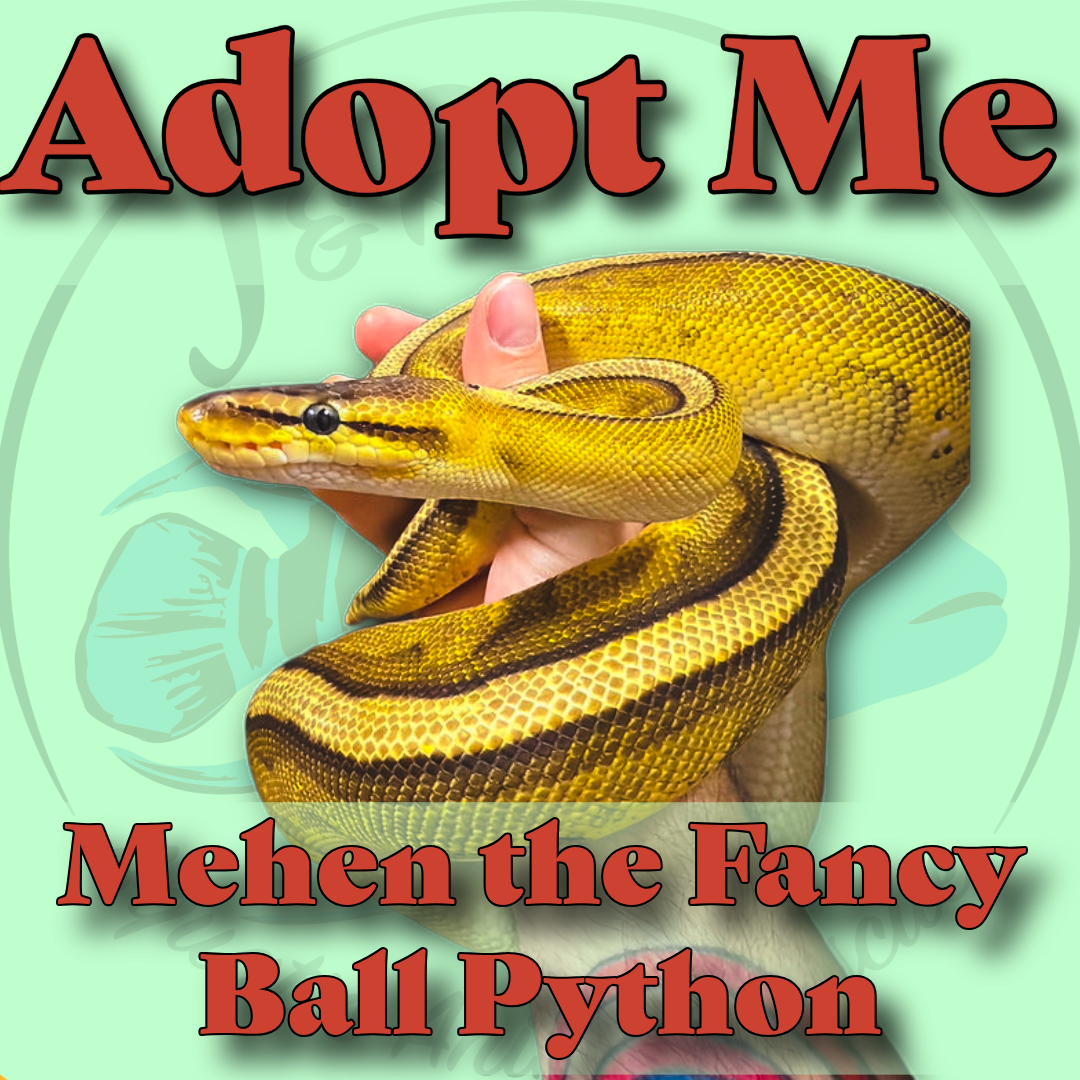 🐍💚Mehen the Fancy Ball Python💚🐍