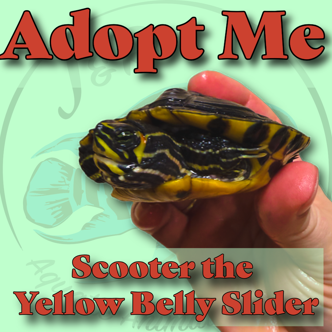 Scooter the Yellow Belly Slider
