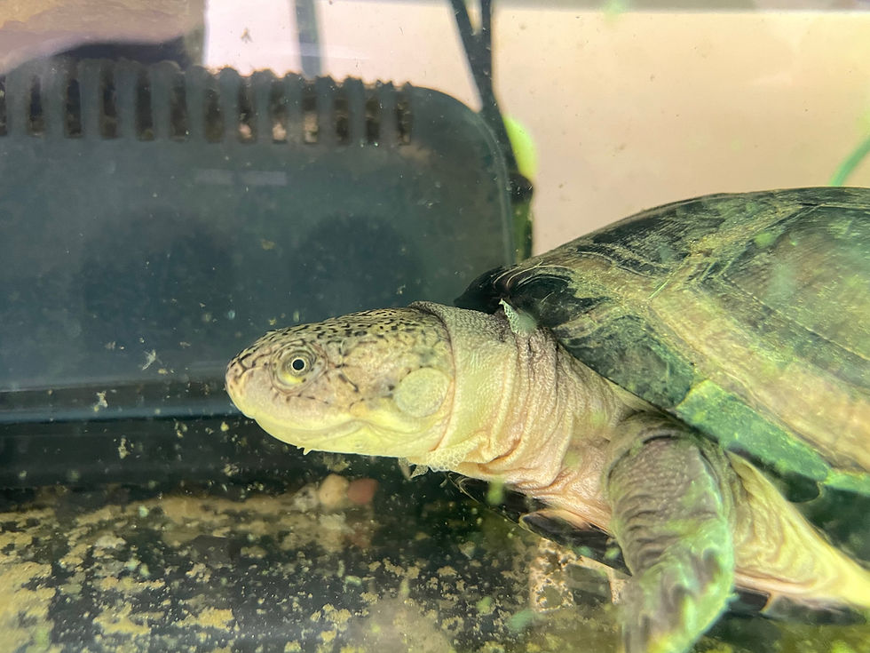 Adoptable Pets J&R Aquatic Animal Rescue 9/9