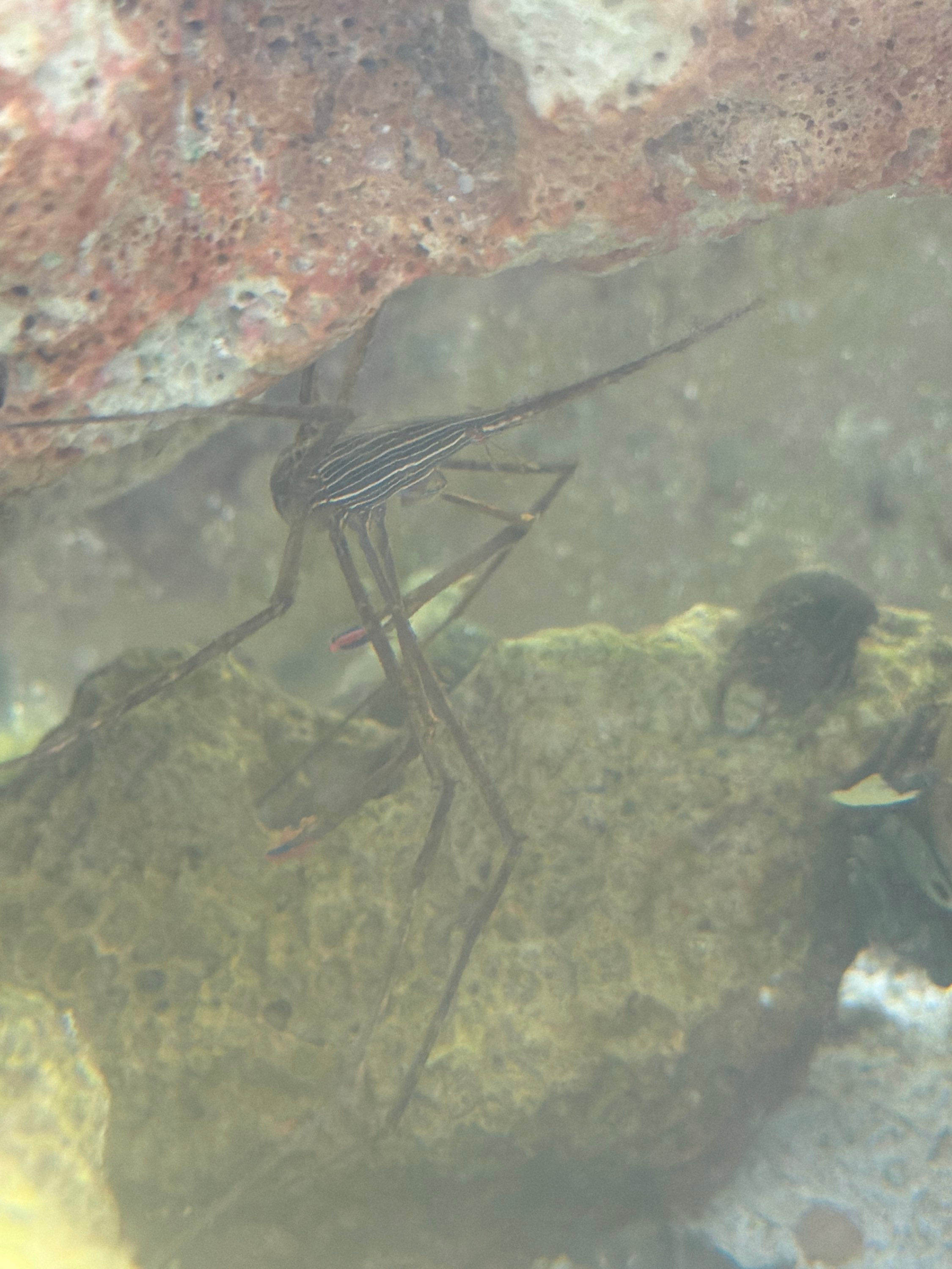 Arrow Crab