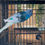 Thumbnail: Skye and Geo the Parakeets 