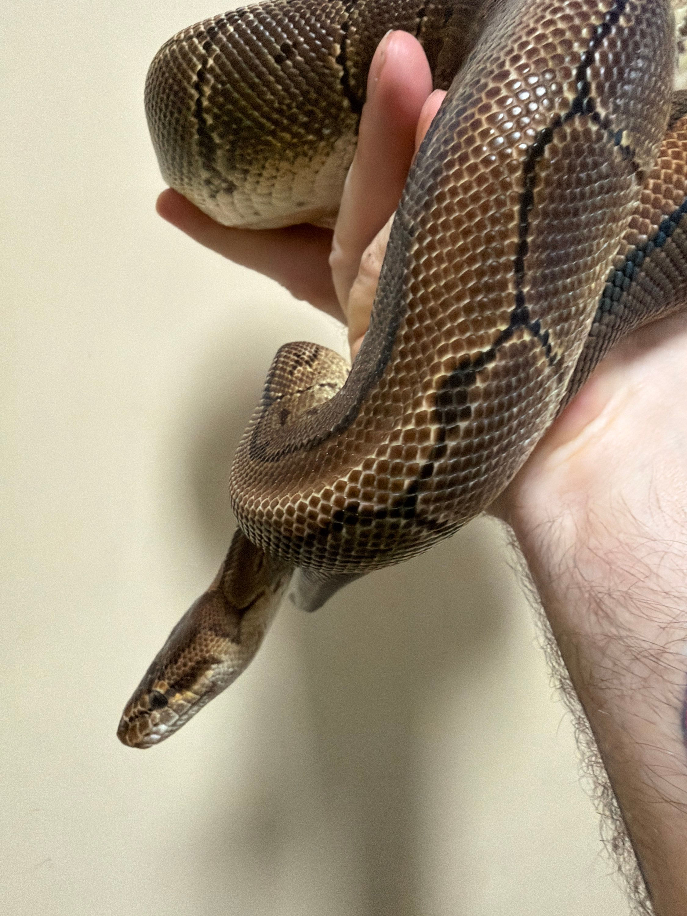 Praline the Pinstripe Ball Python