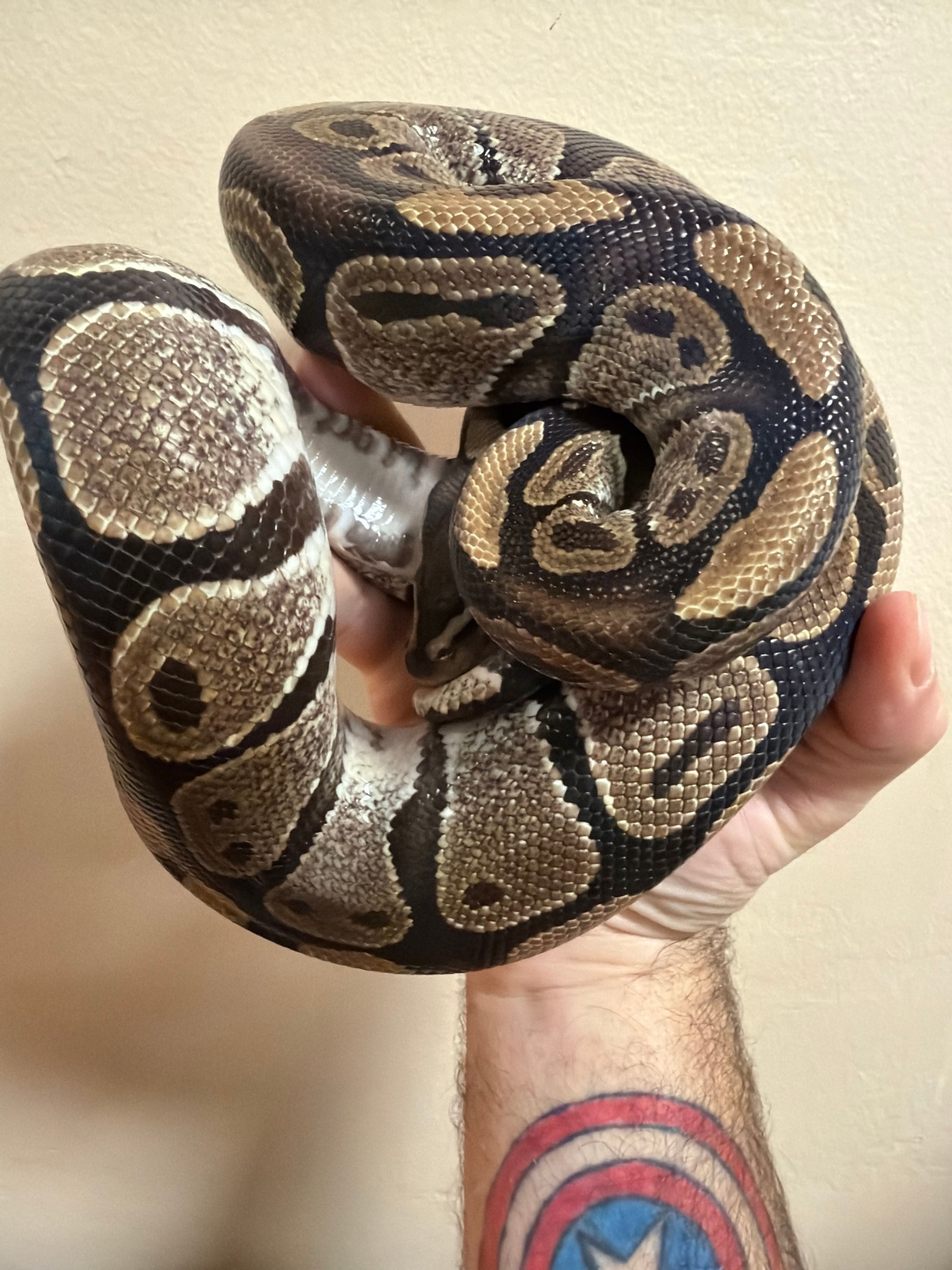 Venus the Classic Ball Python 
