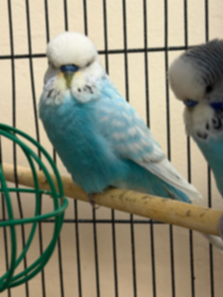 Assorted English Budgie