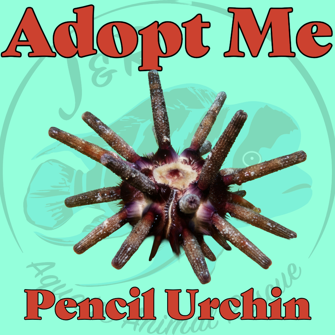 Pencil Urchin