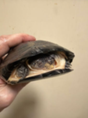 Egg the Sideneck Turtle