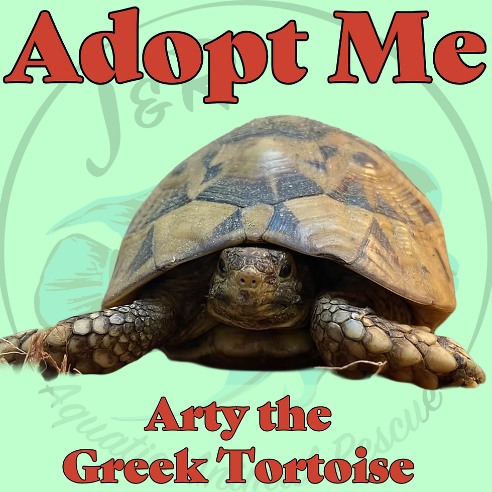 Arty the Greek Tortoise