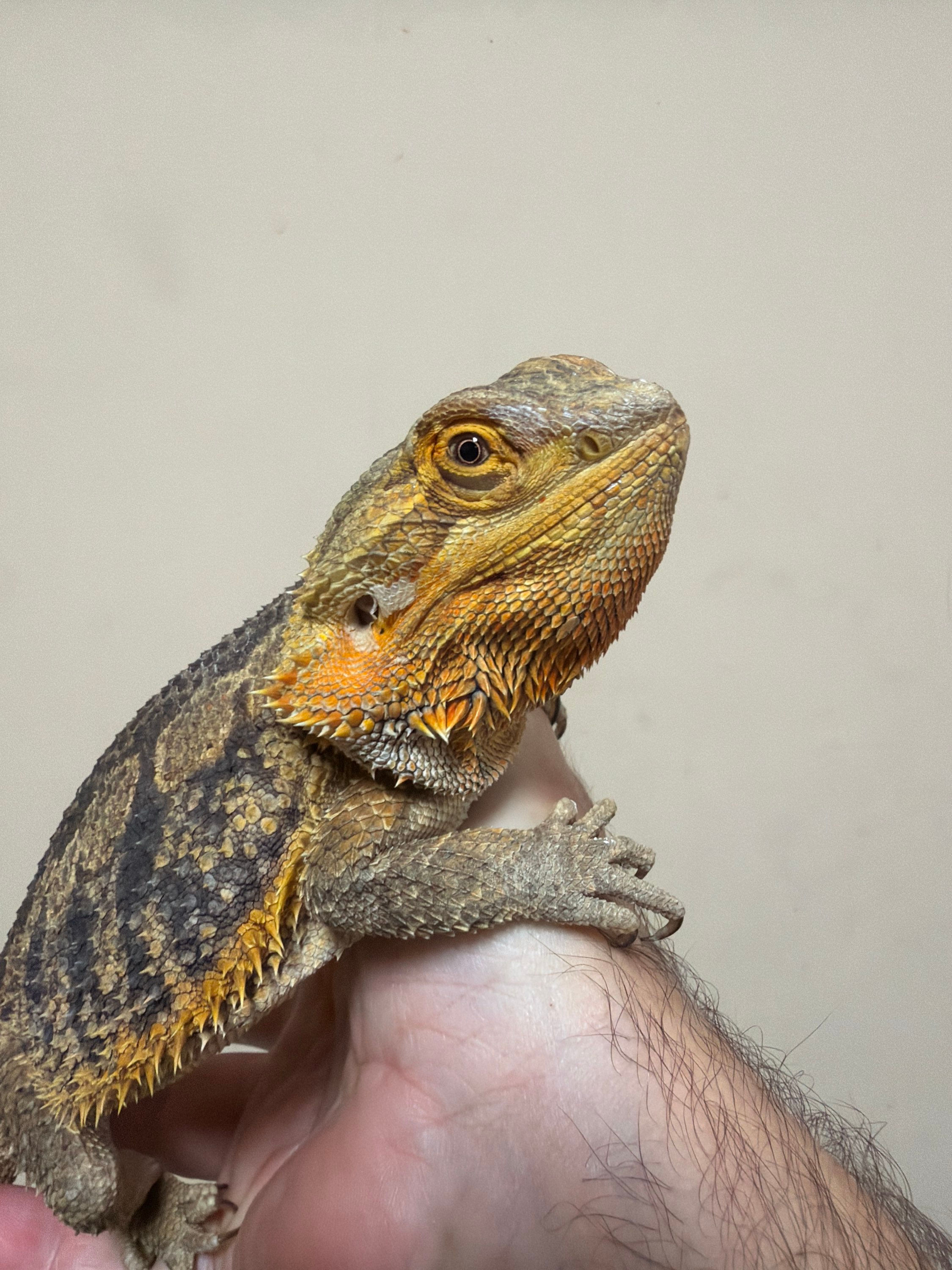 Percy the Bearded Dragon
