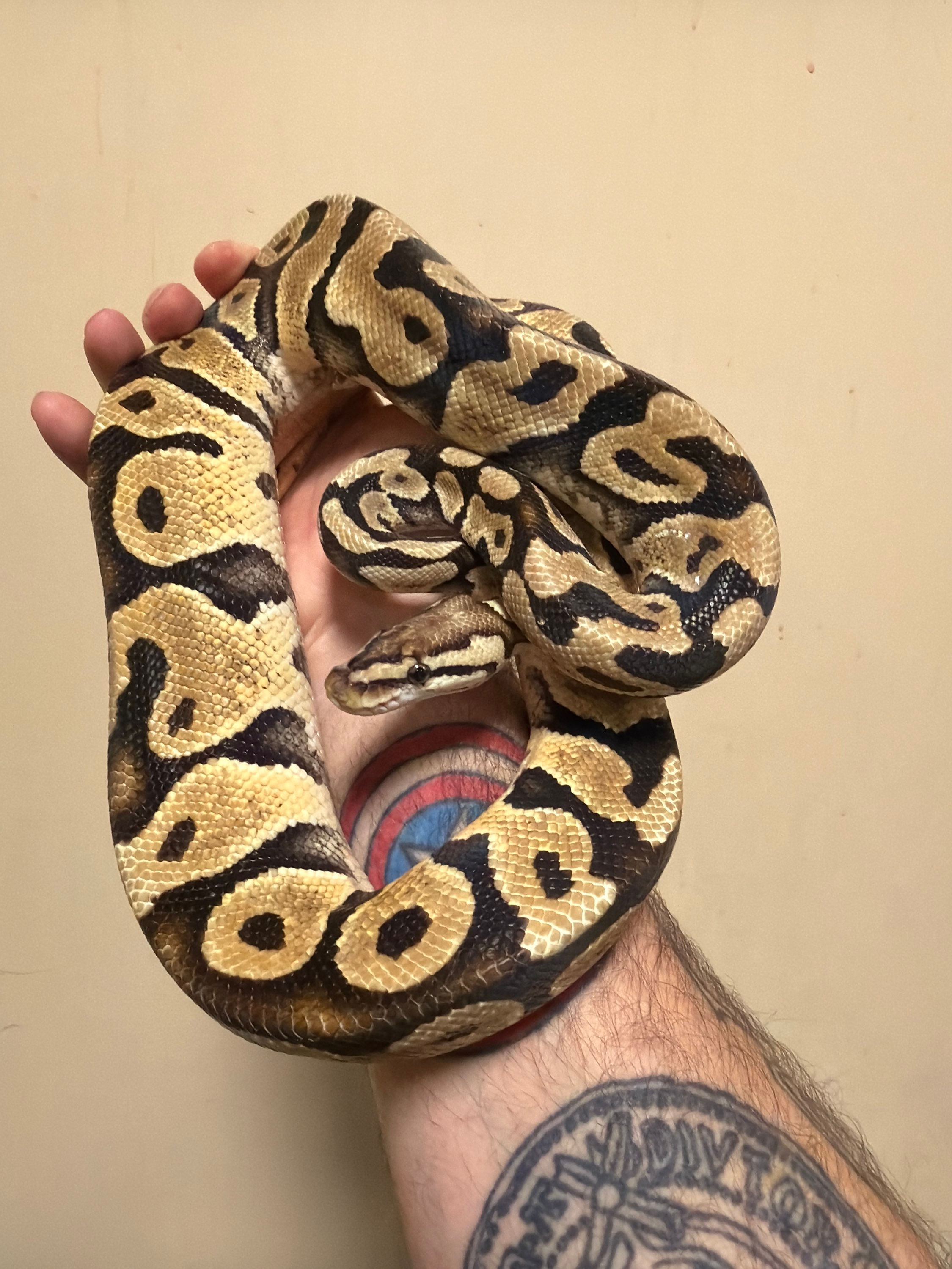 Mike Wheeler the Pastel Clown Ball Python
