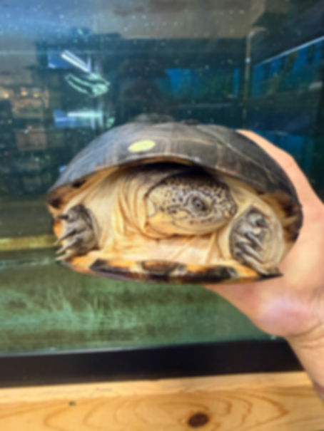 Bella the African Sideneck Turtle