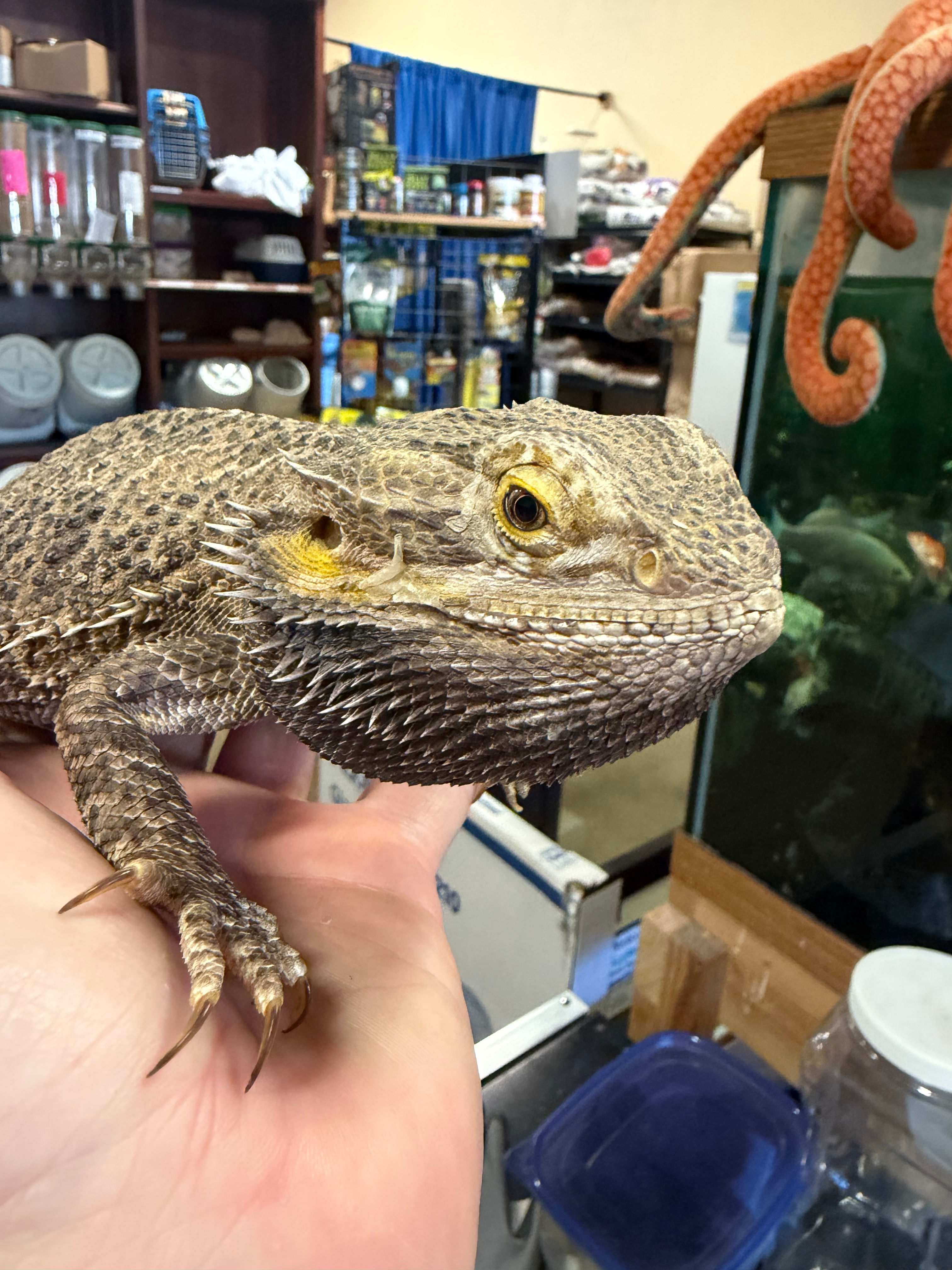 Lucy the Bearded Dragon 