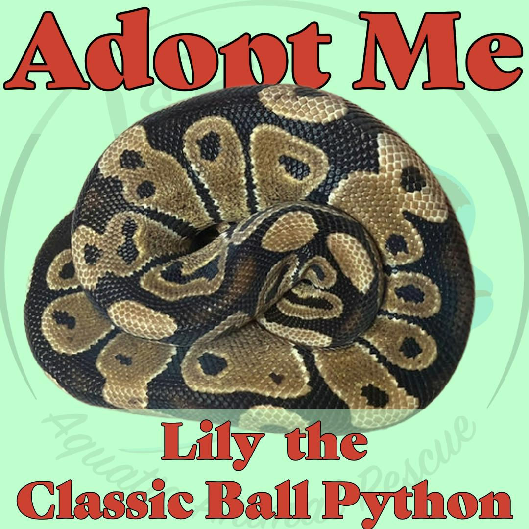 Lily the Classic Ball Python
