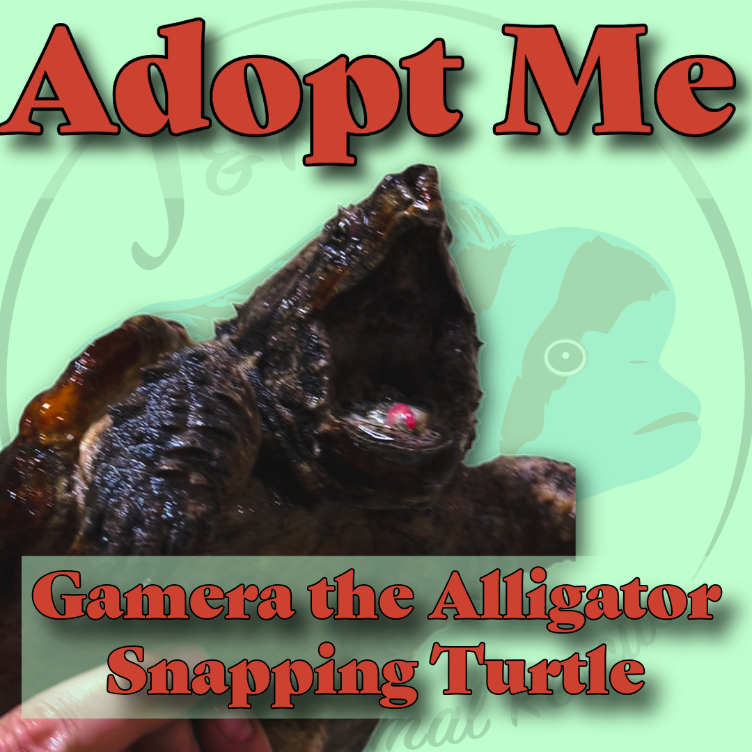🐢💚 Gamera the Alligator Snapping Turtle 💚🐢