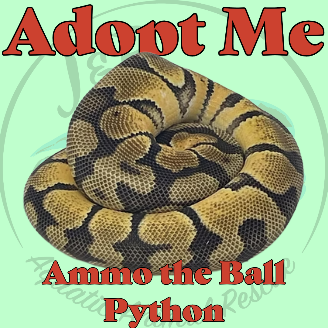 Ammo the Fancy Ball Python