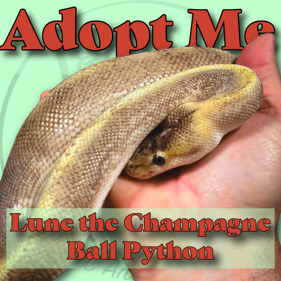 🐍✨Lune the Champagne Ball Python✨🐍
