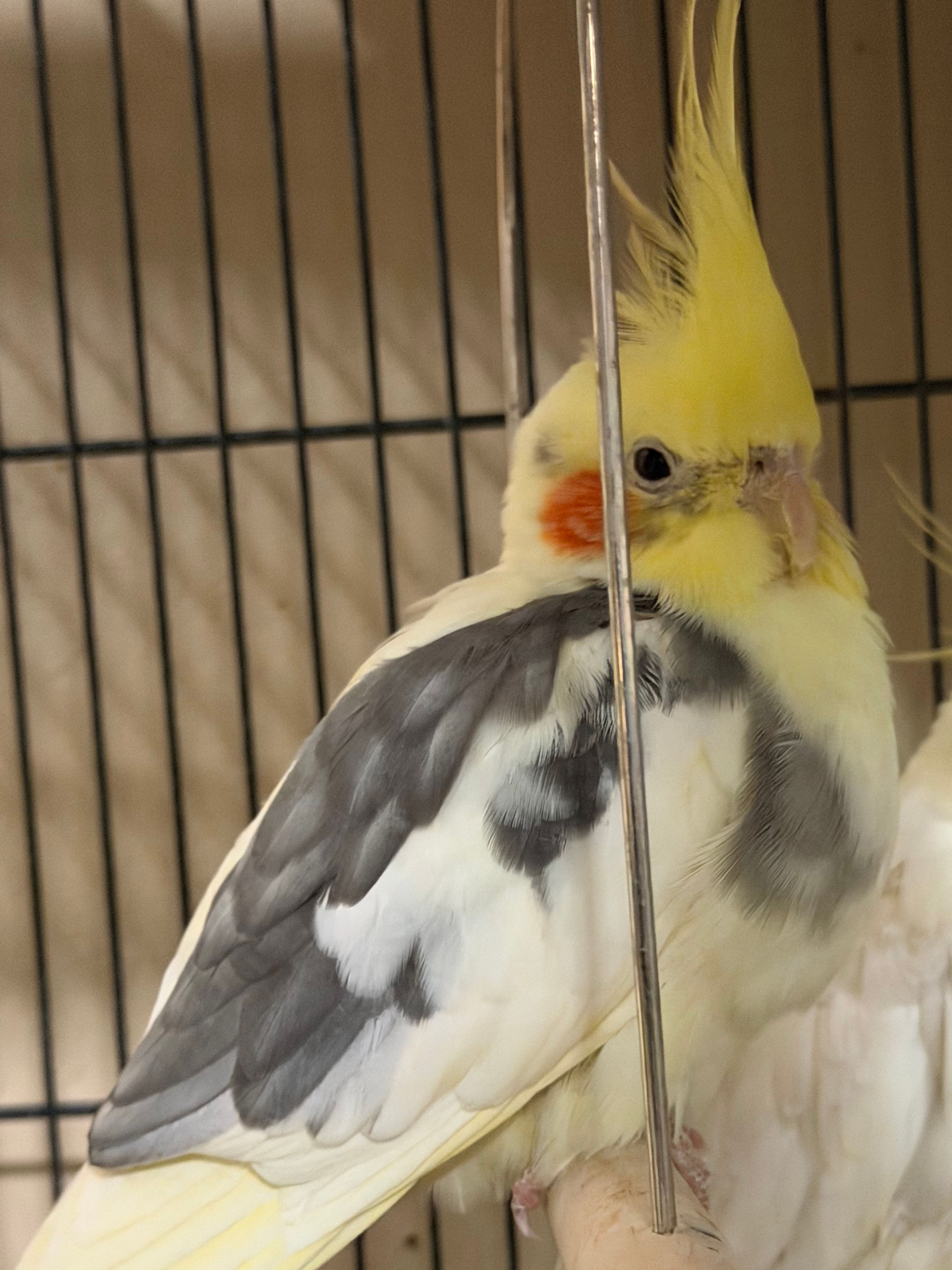 Raichu the Cockatiel