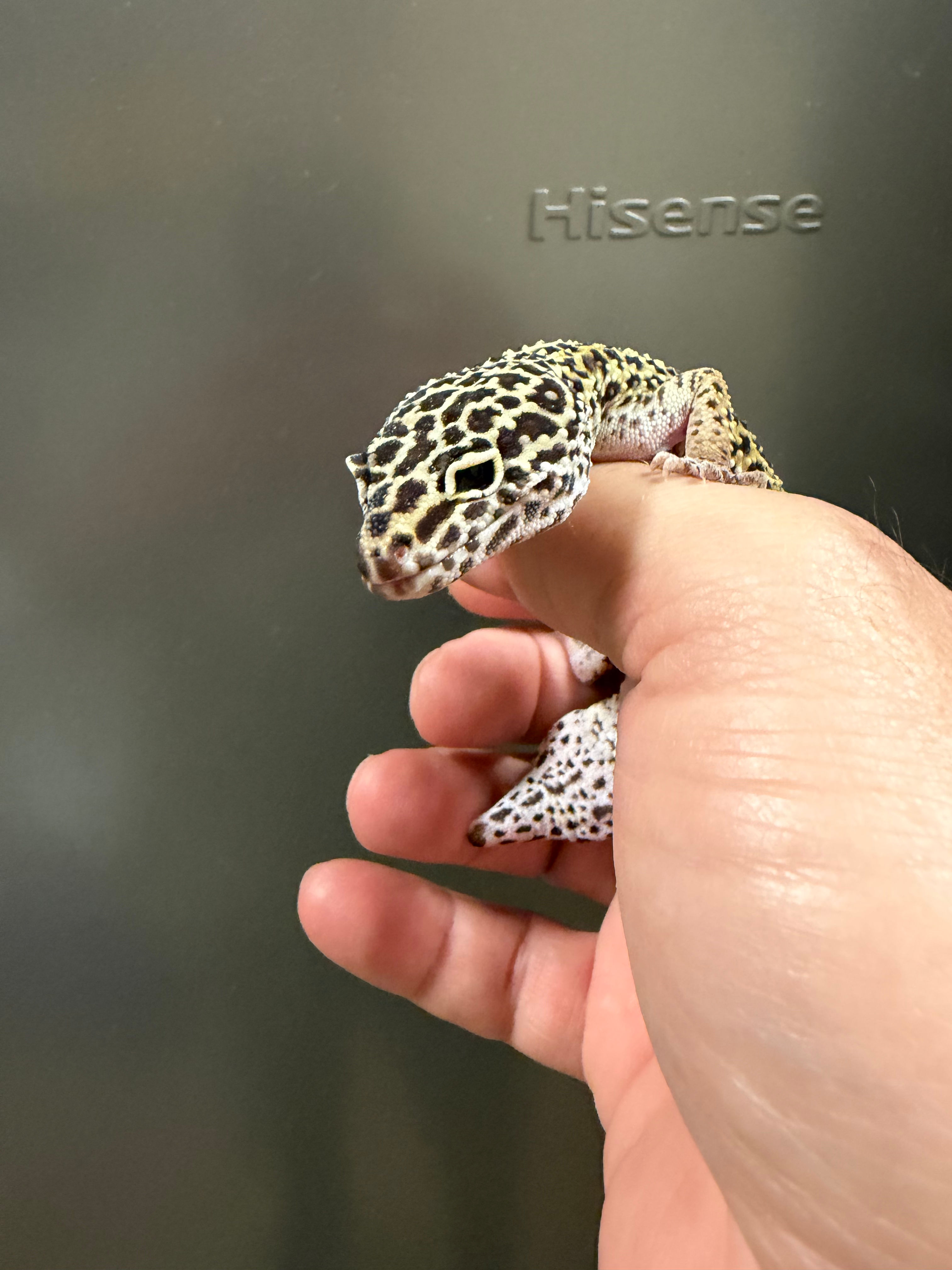 Cuddles the Leopard Gecko