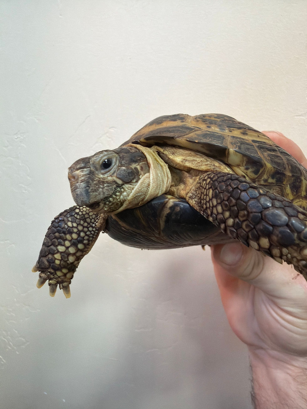 Boris the Russian Tortoise