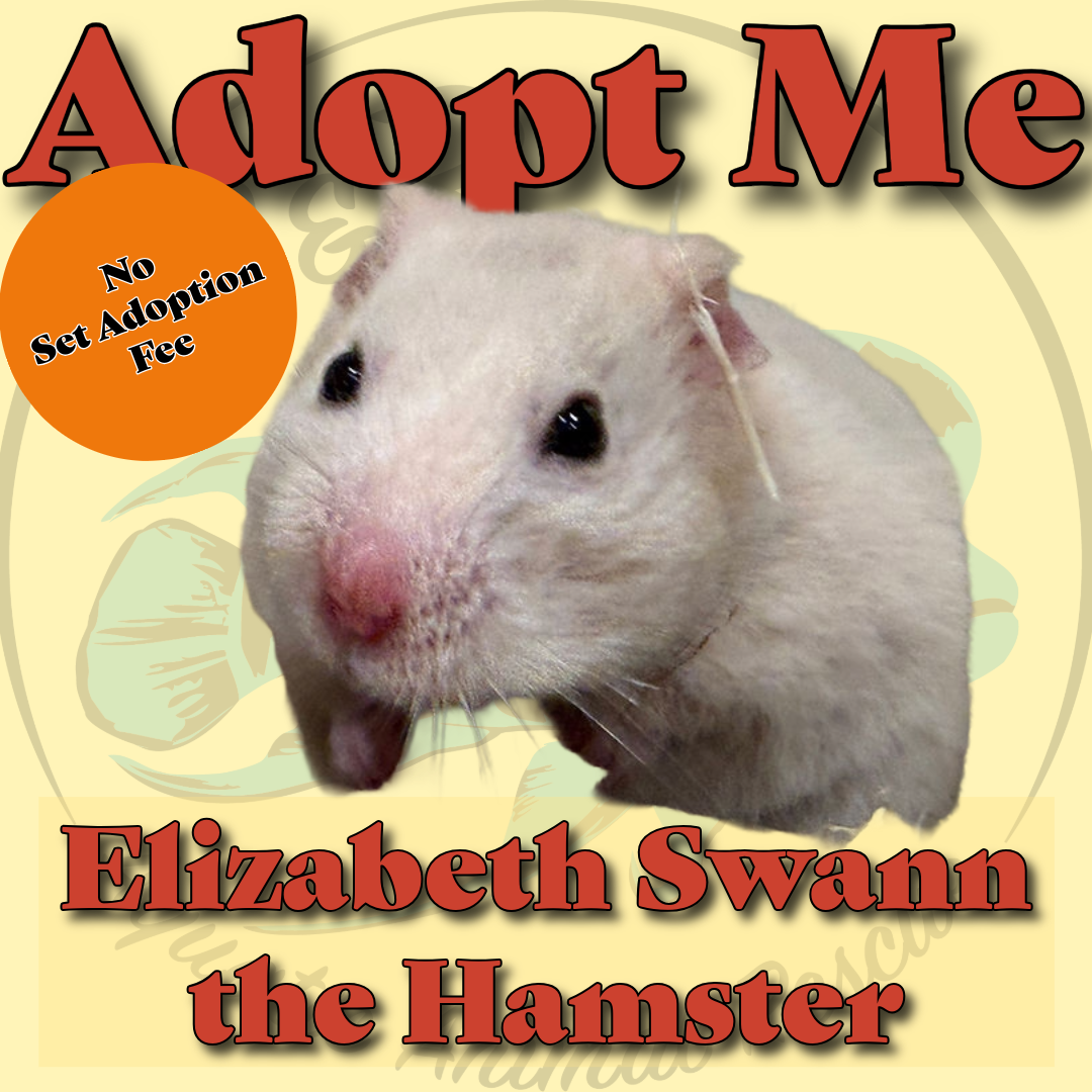 🐹🏴☠️ Elizabeth Swann the Hamster 🏴☠️🐹