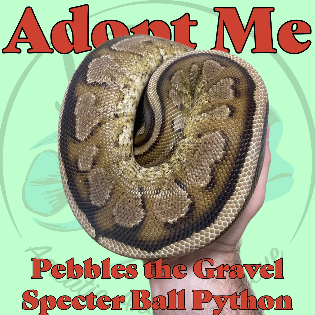 Pebbles the Gravel Specter Ball Python