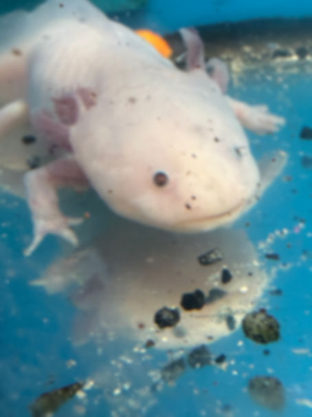 Leucistic Axolotl