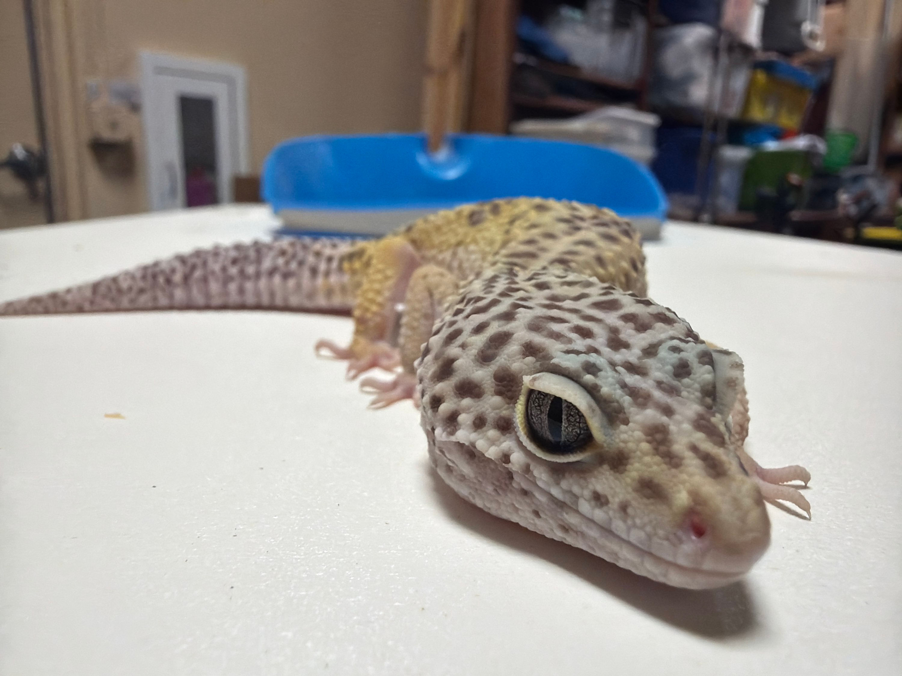 Frank 2 the Leopard Gecko