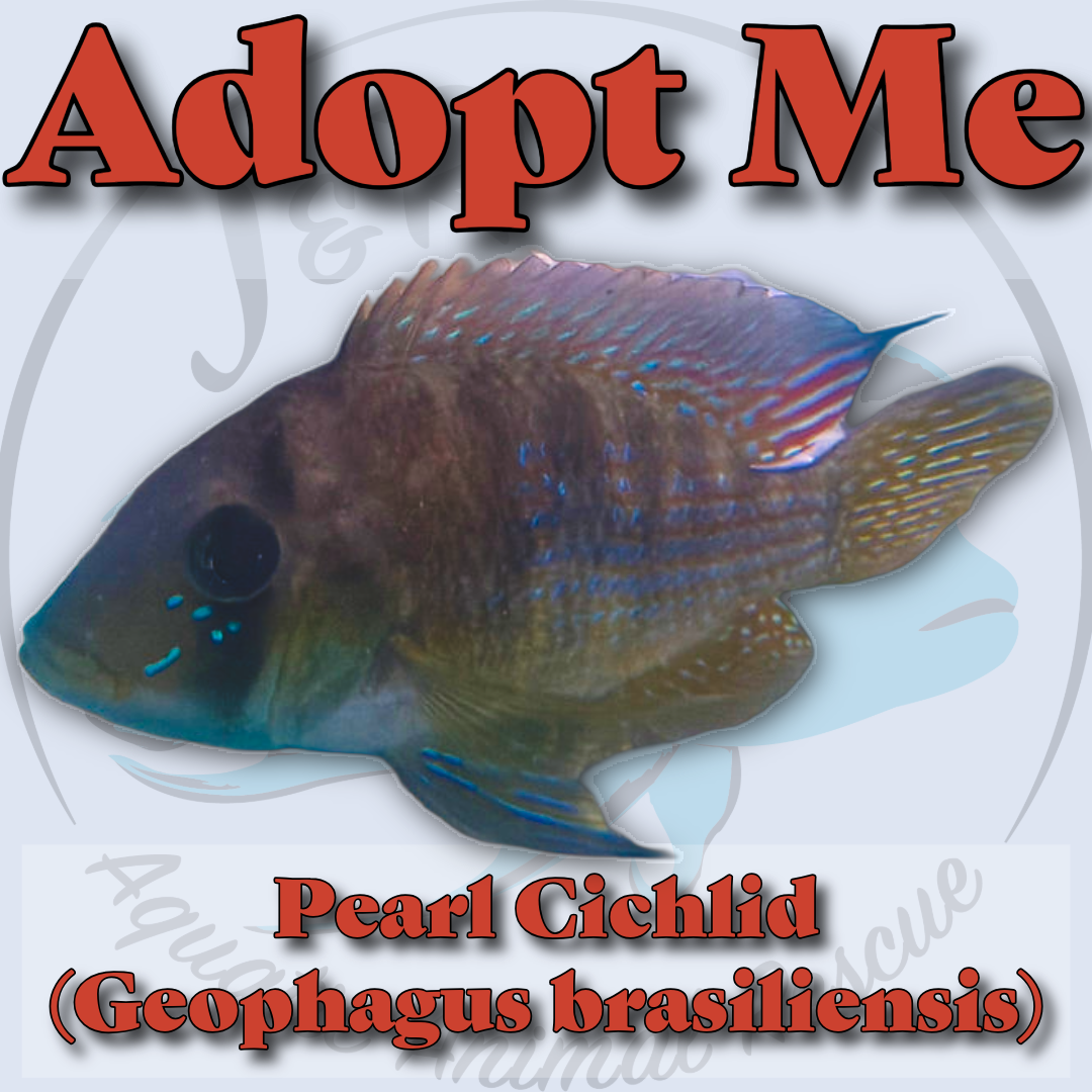 Pearl Cichlid (Geophagus brasiliensis) đâ¨